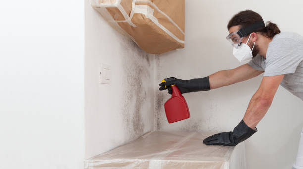 Professional Black Mold Removal technician working in Entriken, PA